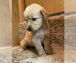 Small Photo #4 Golden Retriever Puppy For Sale in ORLANDO, FL, USA