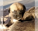 Small Photo #23 Anatolian Shepherd Puppy For Sale in COMMERCE, TX, USA