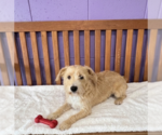 Small Wheaten Terrier Mix