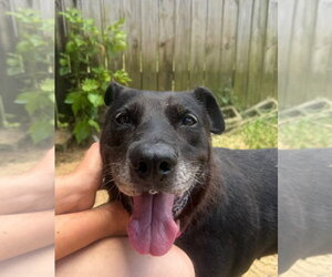 Mutt Dogs for adoption in Jackson, MS, USA