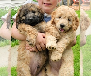 Goldendoodle (Miniature) Puppy for sale in MOUNT VERNON, WA, USA