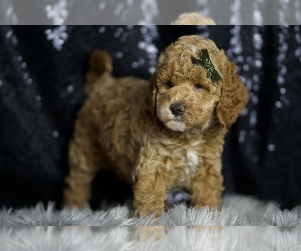 Medium Photo #116 Goldendoodle (Miniature) Puppy For Sale in WARSAW, IN, USA