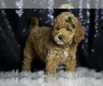 Small Photo #116 Goldendoodle (Miniature) Puppy For Sale in WARSAW, IN, USA