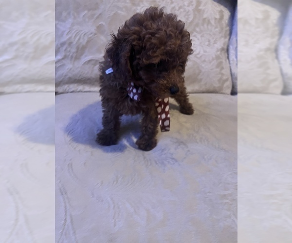 Medium Photo #1 Poodle (Miniature) Puppy For Sale in DURHAM, CT, USA