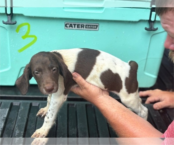 Medium Photo #1 German Shorthaired Pointer Puppy For Sale in BONIFAY, FL, USA