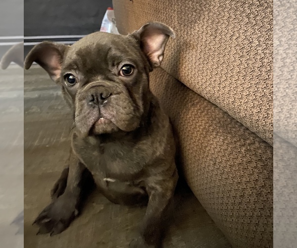 Medium Photo #1 French Bulldog Puppy For Sale in WALDORF, MD, USA