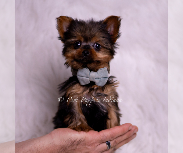Medium Photo #1 Yorkshire Terrier Puppy For Sale in WARSAW, IN, USA