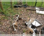Small Photo #6 Collie Puppy For Sale in BYRAM, MS, USA