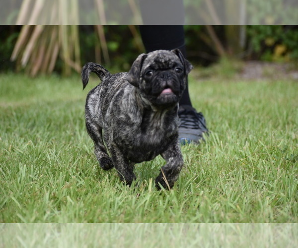 Medium Photo #4 Pug Puppy For Sale in PALM COAST, FL, USA