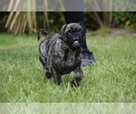 Small #3 Pug