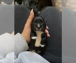 Small #1 Miniature Pinscher