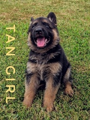 German Shepherd Dog Puppy for sale in MOUNT PLEASANT, TX, USA