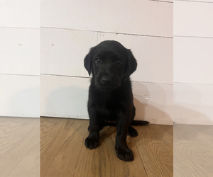 Double Doodle Puppy for sale in COLUMBIA, TN, USA