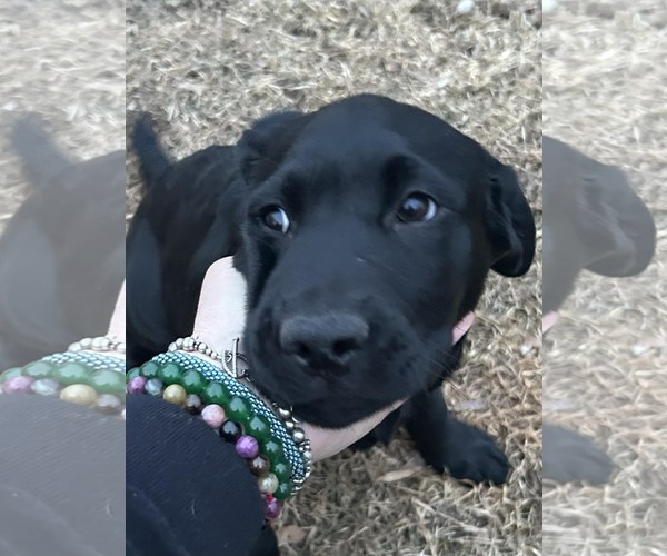 Medium Photo #2 Labrador Retriever-Unknown Mix Puppy For Sale in Hinckley, IL, USA