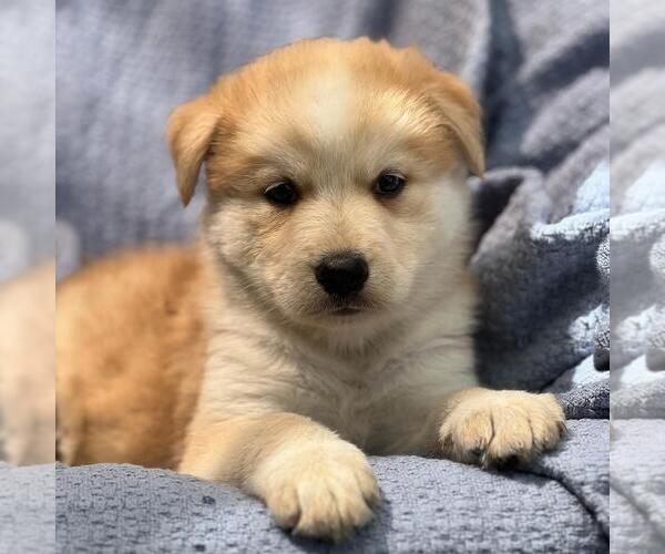 Medium Photo #2 Siberian Husky-Unknown Mix Puppy For Sale in San Diego, CA, USA