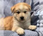 Small #1 Siberian Husky Mix