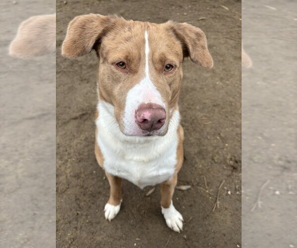 Medium Photo #9 Australian Shepherd-Catahoula Leopard Dog Mix Puppy For Sale in Brewster, NY, USA