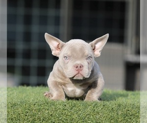 American Bully Puppy for sale in WEST HOLLYWOOD, CA, USA