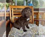Oscar - Male Labradoodle Puppy for Sale - Small photo