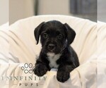 Small #2 French Bulldog-Goldendoodle Mix