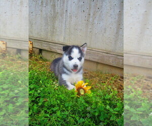 Siberian Husky Puppy for sale in SHILOH, OH, USA