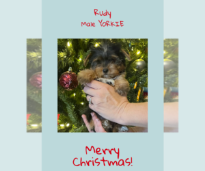 Yorkshire Terrier Puppy for sale in AZLE, TX, USA