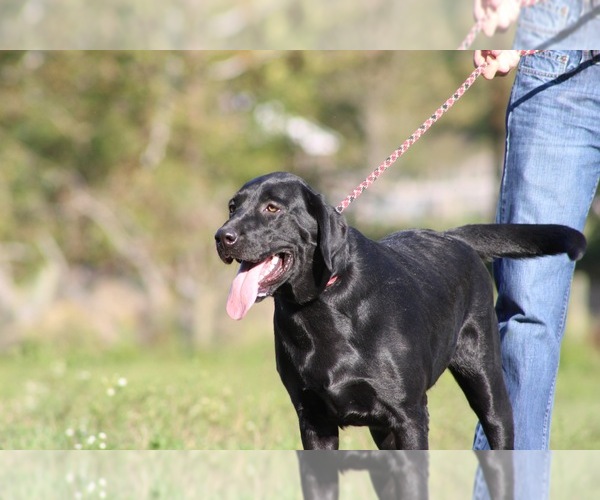 Medium Photo #1 Labrador Retriever Puppy For Sale in NEOLA, WV, USA