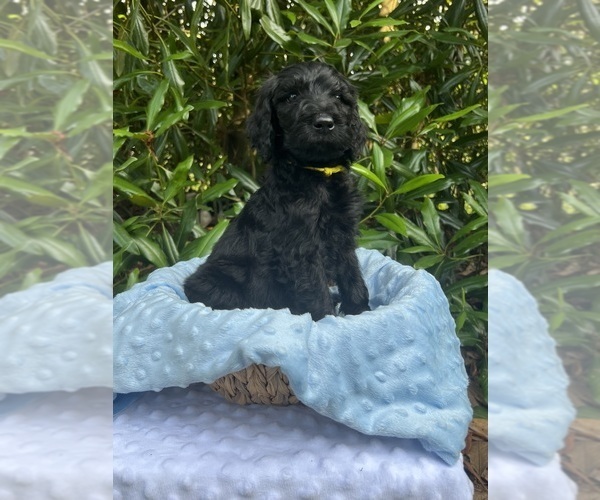 Medium Photo #1 Goldendoodle Puppy For Sale in CLINTON, NC, USA