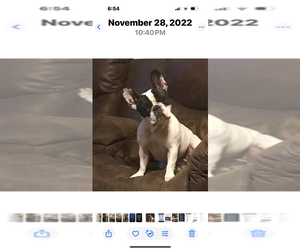 Mother of the French Bulldog puppies born on 06/09/2025
