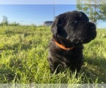 Small Photo #10 Rottle Puppy For Sale in CHICKAMAUGA, GA, USA