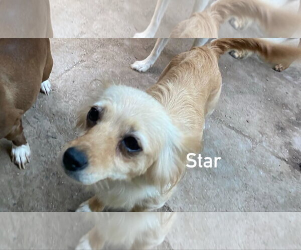 Medium Photo #2 Chihuahua Puppy For Sale in Seattle, WA, USA