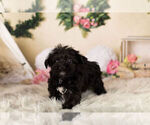 Small Photo #4 YorkiePoo Puppy For Sale in WARSAW, IN, USA