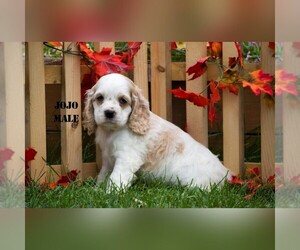 Cocker Spaniel Puppy for sale in CLARE, MI, USA