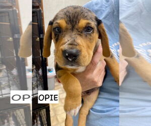 Catahoula Leopard Dog-Labrador Retriever Mix Dogs for adoption in GILBERTS, IL, USA