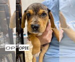 Small Catahoula Leopard Dog-Labrador Retriever Mix