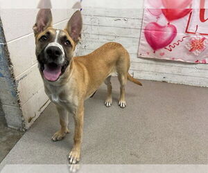 Mutt Dogs for adoption in San Bernardino, CA, USA