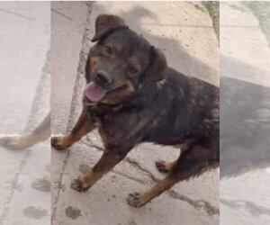 Australian Mountain Dog Dogs for adoption in Chandler, AZ, USA