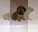 Small Photo #5 Shih-Poo Puppy For Sale in SAN ANTONIO, TX, USA