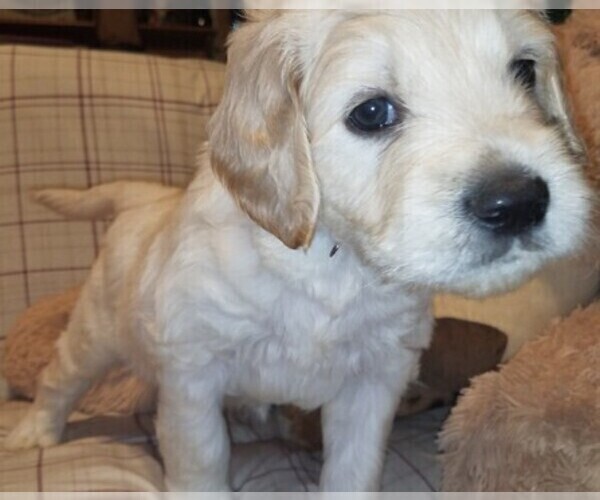 Medium Photo #2 Goldendoodle Puppy For Sale in EAST POINT, GA, USA