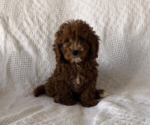 Cavapoo (Miniature) Puppy for sale in THORP, WI, USA