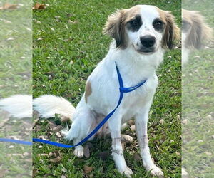 Spaniel-Unknown Mix Dogs for adoption in Sterling, MA, USA
