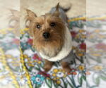 Small #1 Mutt