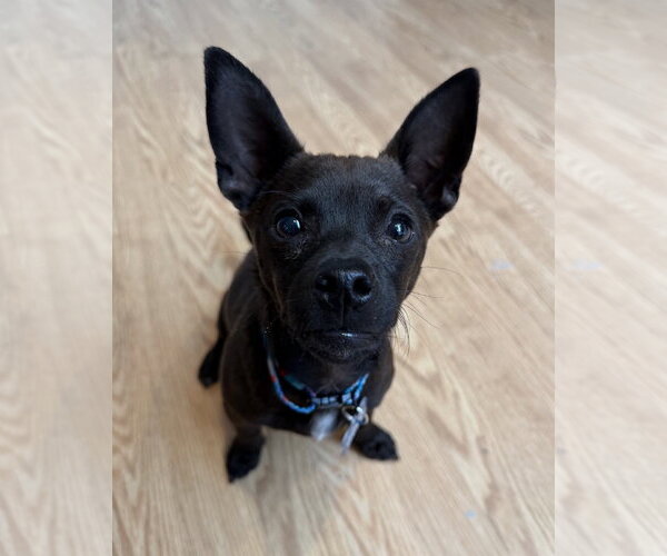 Medium Photo #1 Chihuahua Puppy For Sale in Bellevue, WA, USA