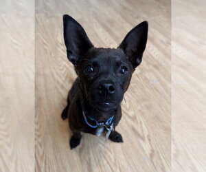 Chihuahua Dogs for adoption in Bellevue, WA, USA