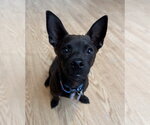 Small Chihuahua