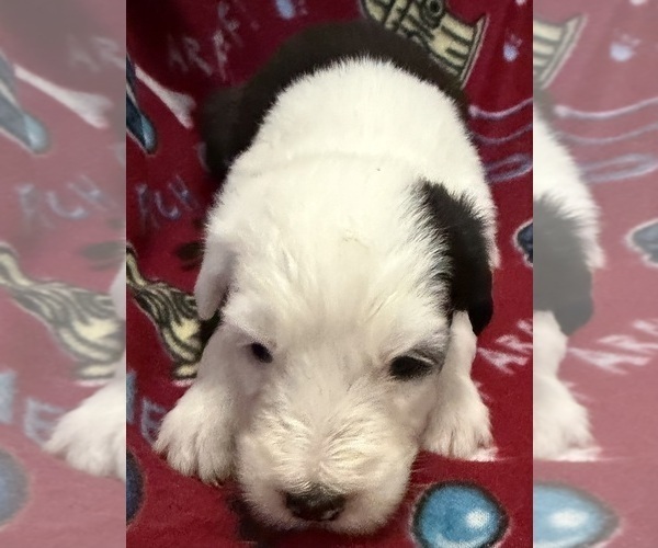 Medium Photo #1 Old English Sheepdog Puppy For Sale in WAKE FOREST, NC, USA