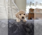 Small #10 Bichpoo