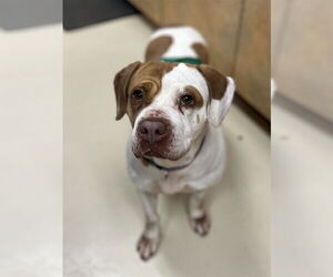 Basset Hound-Unknown Mix Dogs for adoption in Center Township, PA, USA