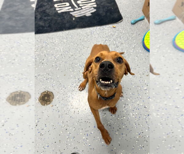 Medium Photo #4 Redbone Coonhound-Unknown Mix Puppy For Sale in Pierceton , IN, USA