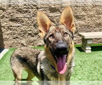 Small #1 German Shepherd Dog Mix